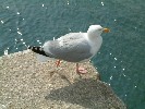 Seagull in Porthleven inner harbour. 25 May 2003.